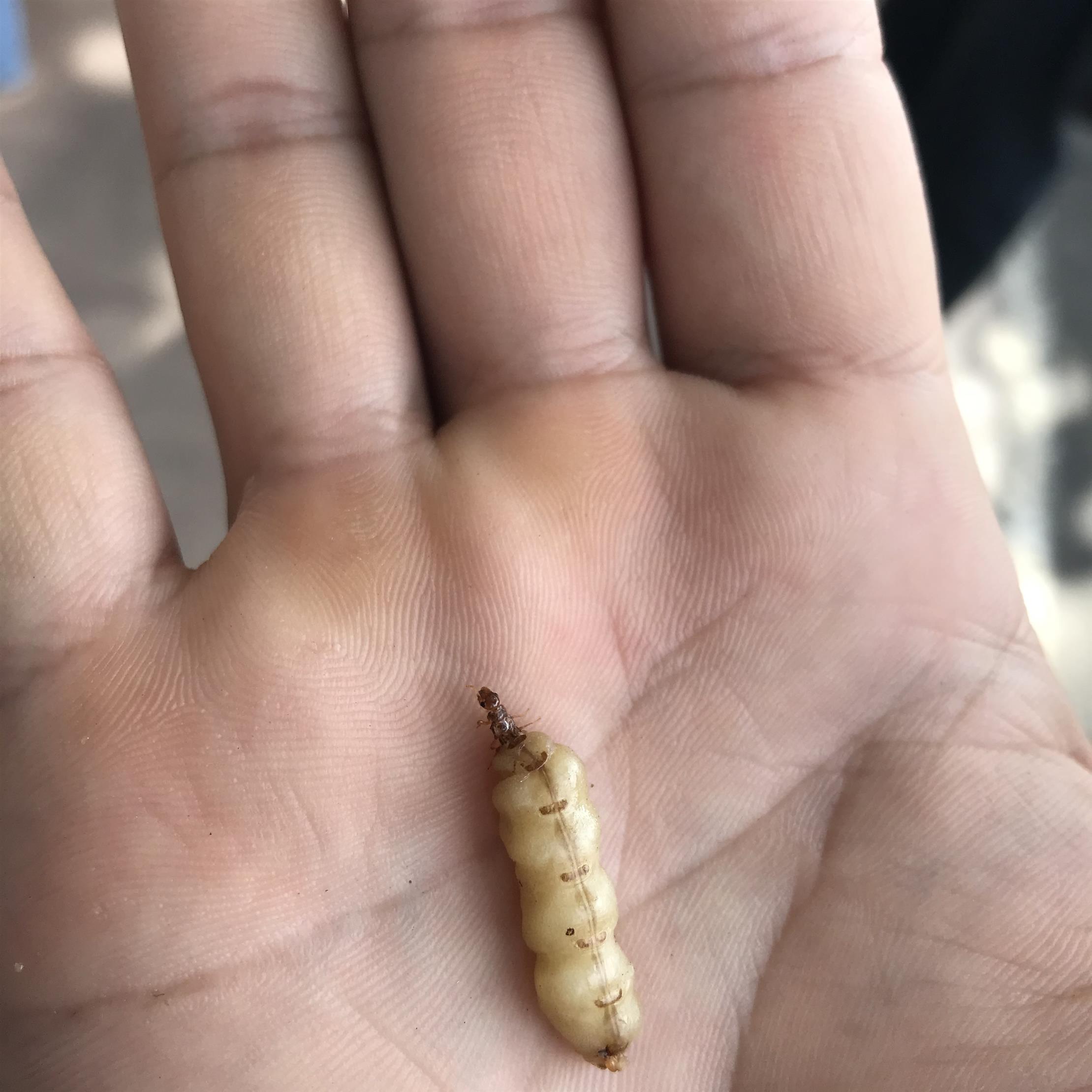 滅蟑螂 桂城滅白蟻公司 儒創有害生物防控中心