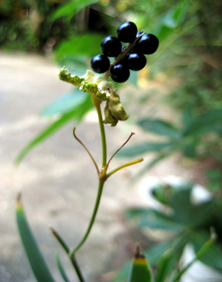 供应射干除草剂射干苗栽培技术