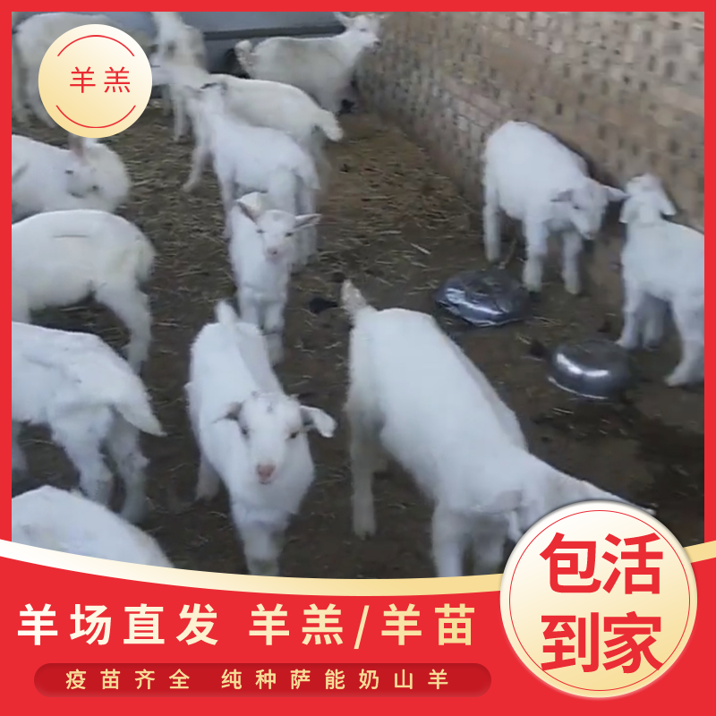 关中奶山羊,陕西富平奶山羊,羊厂供应,无中间商