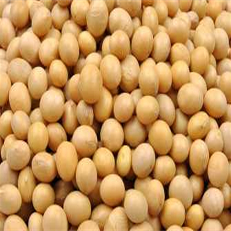 低温烘培熟黄豆 豆浆原料 农家豆子 大量收购 晋隆粮食