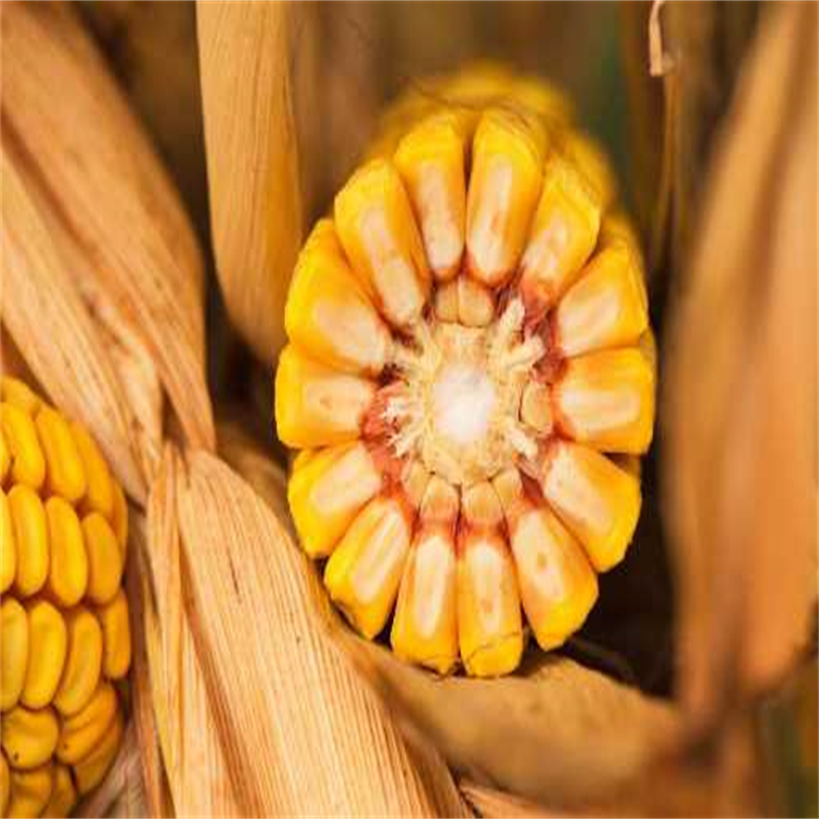 东北黄金玉米 农家特产食品 粗粮谷物制品 大量回收 晋隆粮食