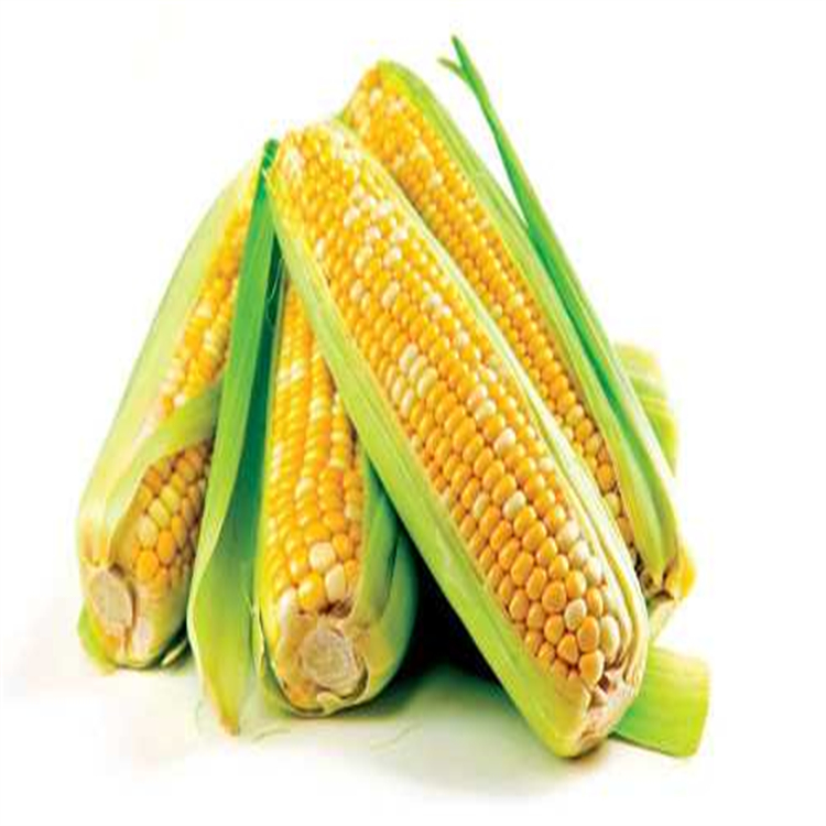 常年大量收购粘玉米 收购速冻粘玉米 粘玉米粒收购商 晋隆粮食