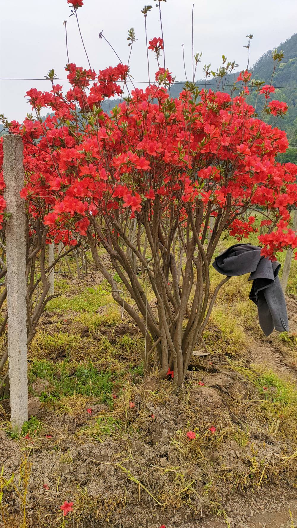 映山红树桩盆景红而发紫3-10分枝高1.5-2米数量1800棵货源地安徽潜山