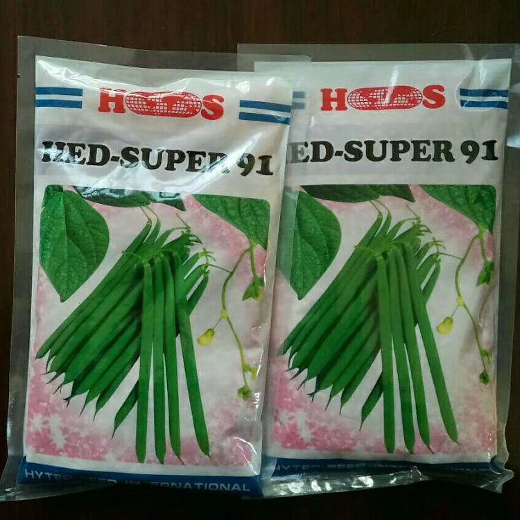 青豆种子海德5991