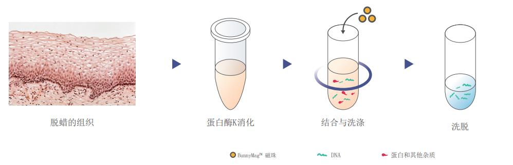 衢州BunnyMag FFPE样本DNA提取试剂盒