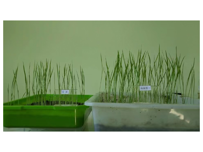 湖北高产量海藻肥抗倒伏 上海思卫特生物科技供应