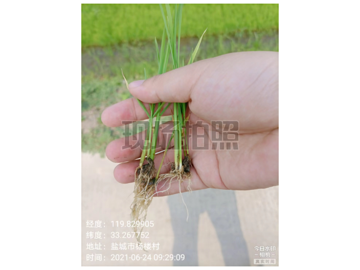 浙江高质量海藻肥改善土壤 上海思卫特生物科技供应