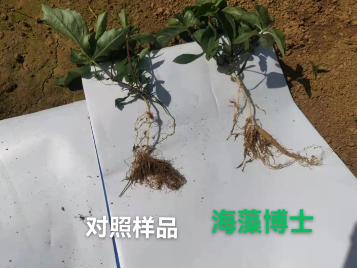 山西高科技海藻肥提质 上海思卫特生物科技供应