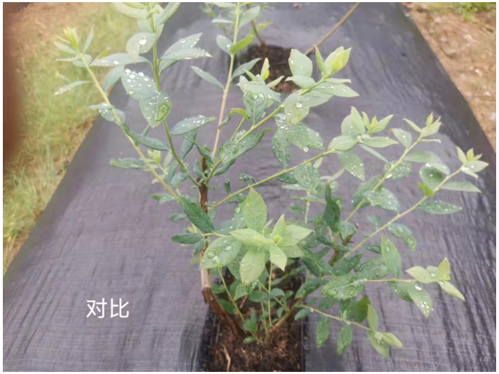 内蒙古国产海藻肥抗倒伏 上海思卫特生物科技供应