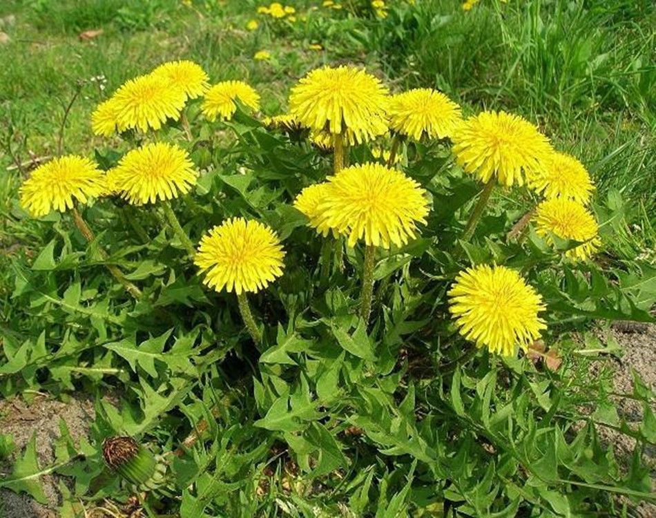 蒲公英种子今年种植行情蒲公英育苗时间