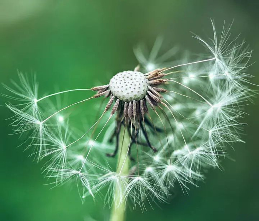 蒲公英种子撒播技术 蒲公英种子种植成本