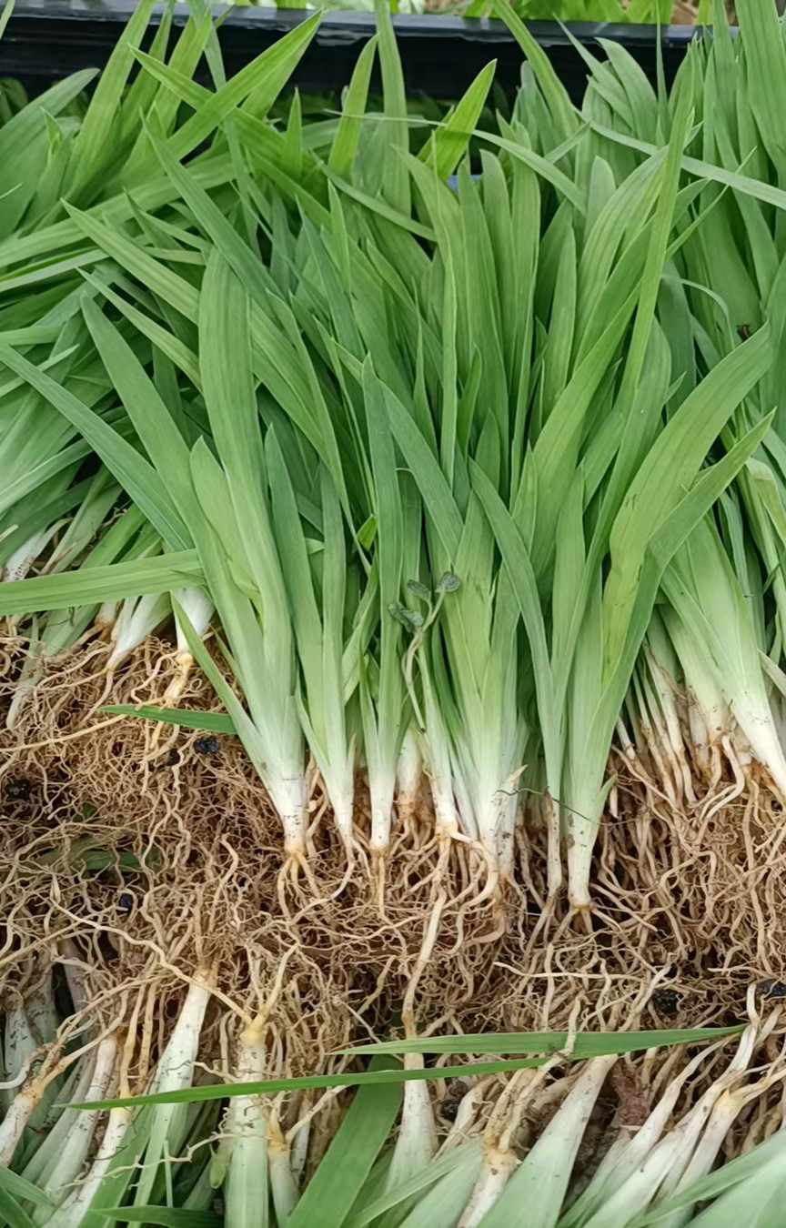 射干籽种植时间