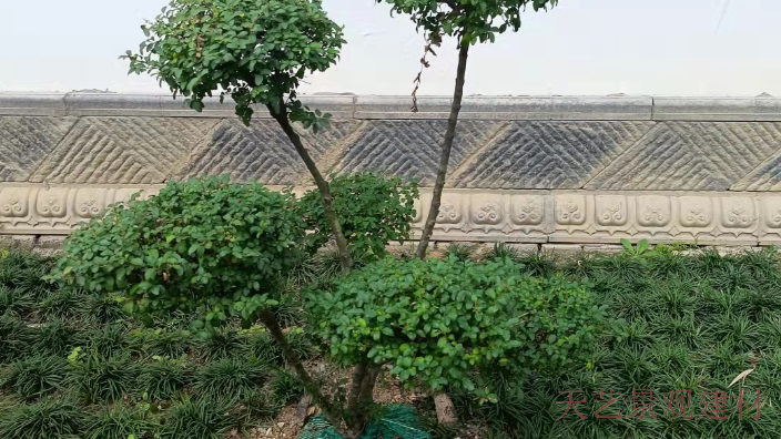 浙江小叶女贞造型树盆景 河南天艺景观建材供应