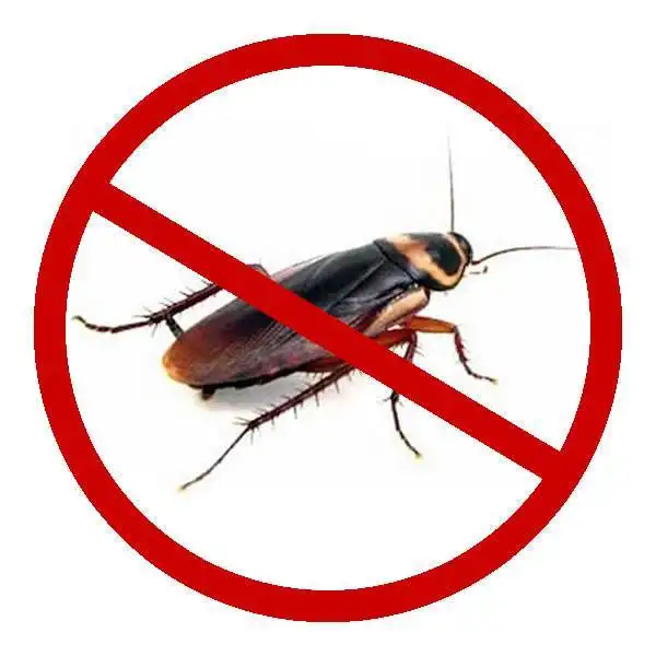 遵义专业灭蟑螂公司 上门灭蟑螂服务 定制除虫方案
