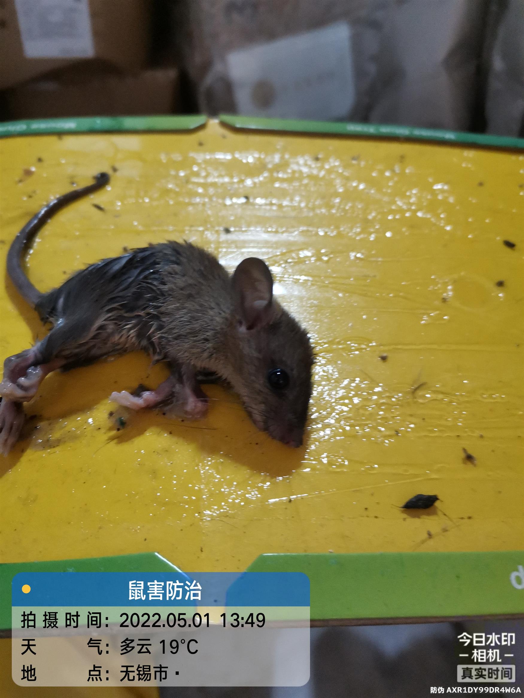 常州竹箦镇灭老鼠公司