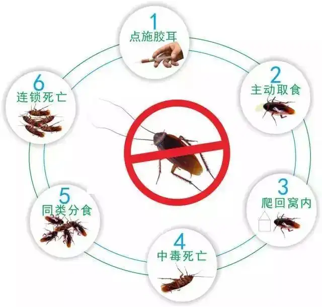 南京工厂除蟑螂服务_上门灭蟑螂公司_提供方案定制
