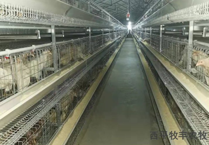 广东散养鸡鸡笼 西平牧丰农牧设备供应