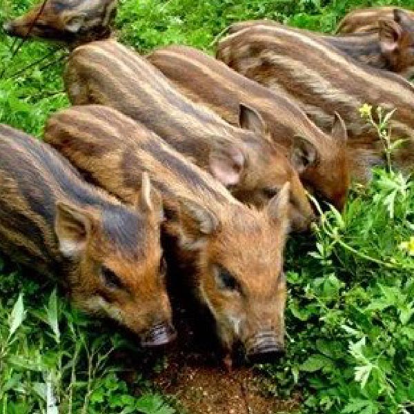 江苏野猪崽，小野猪养殖，众鑫养殖场，南京野猪苗