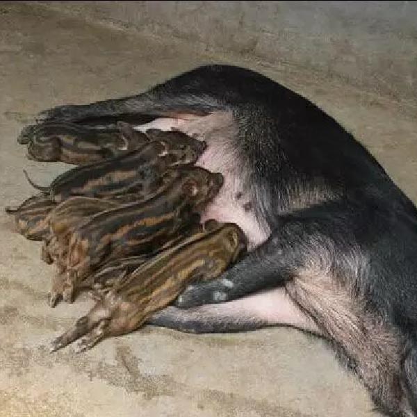 江苏野猪养殖基地-众鑫养殖-南京野猪养殖厂家-野猪肉批发