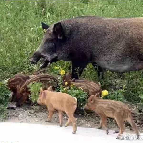 合肥野猪养殖基地-众鑫养殖-滁州纯种野猪-野猪崽