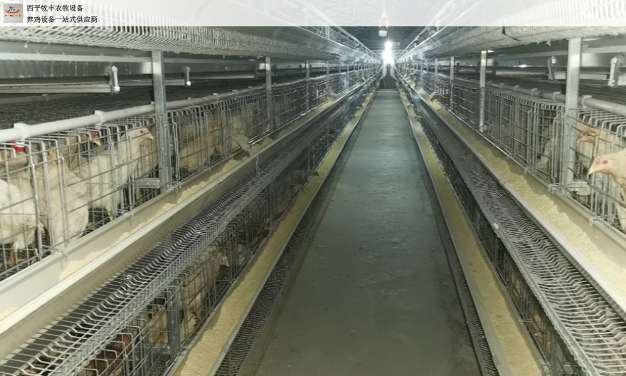 上海自动化集蛋系统厂家批发 西平牧丰农牧设备供应
