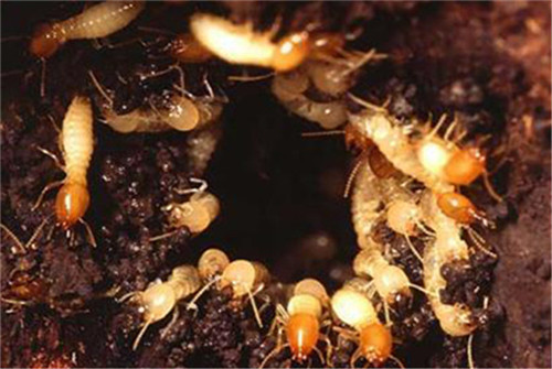 泰安灭白蚁,泰安白蚁防治公司-泰安清波专注卫生杀虫各种蚁类