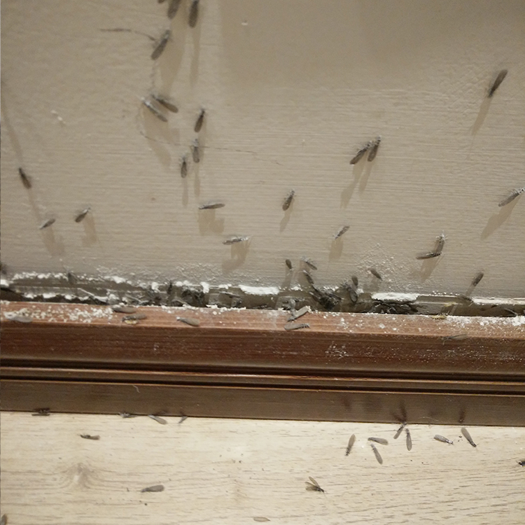 宣汉物业白蚁防治公司 家中有蚂蚁如何消灭
