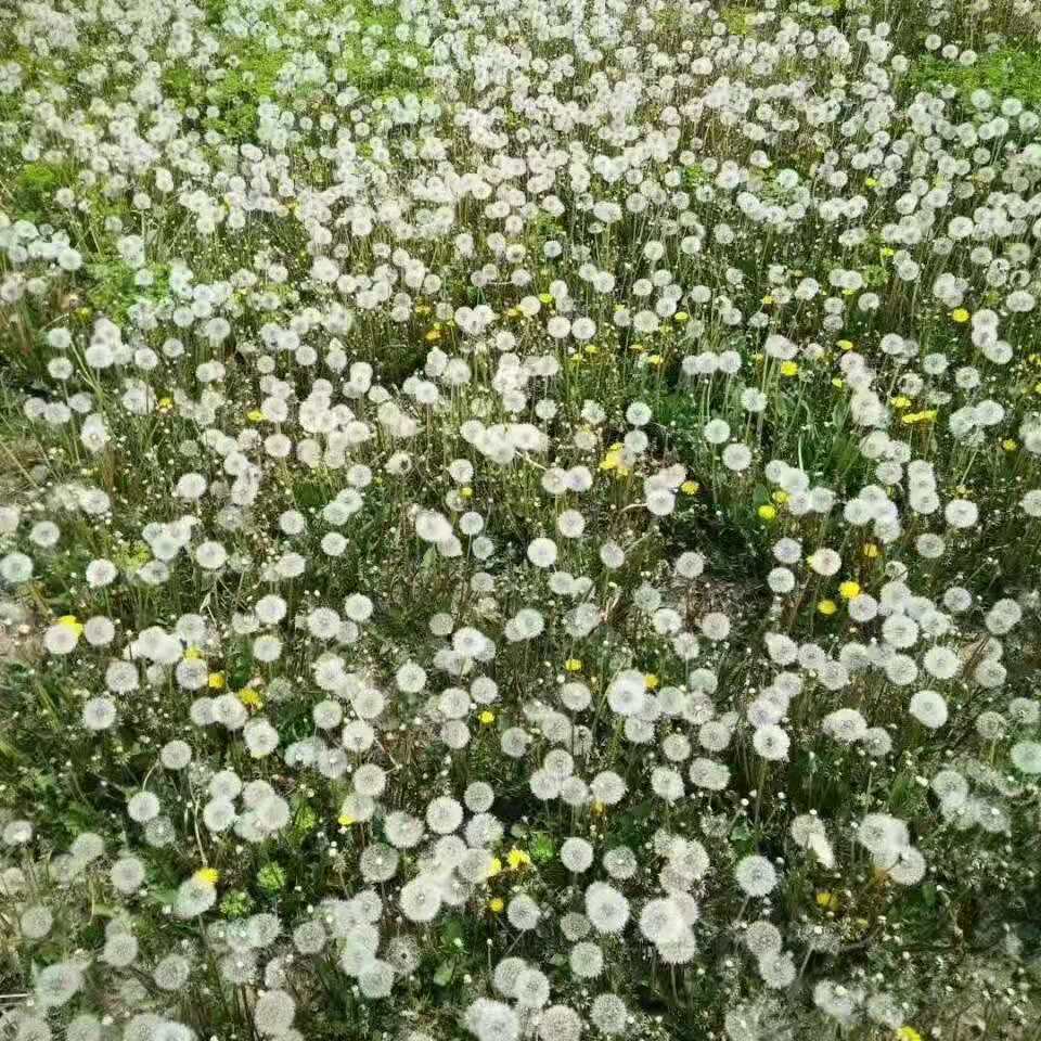 亳州蒲公英种子婆婆丁籽苗种植基地