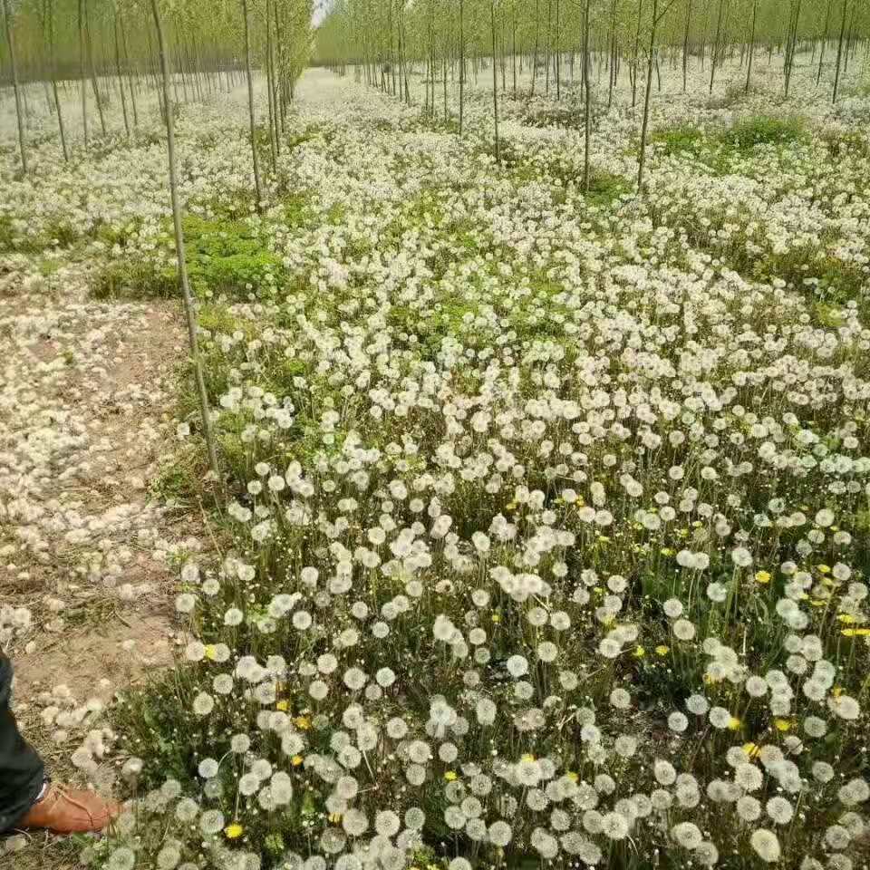 高产蒲公英种子婆婆丁籽苗种植方法