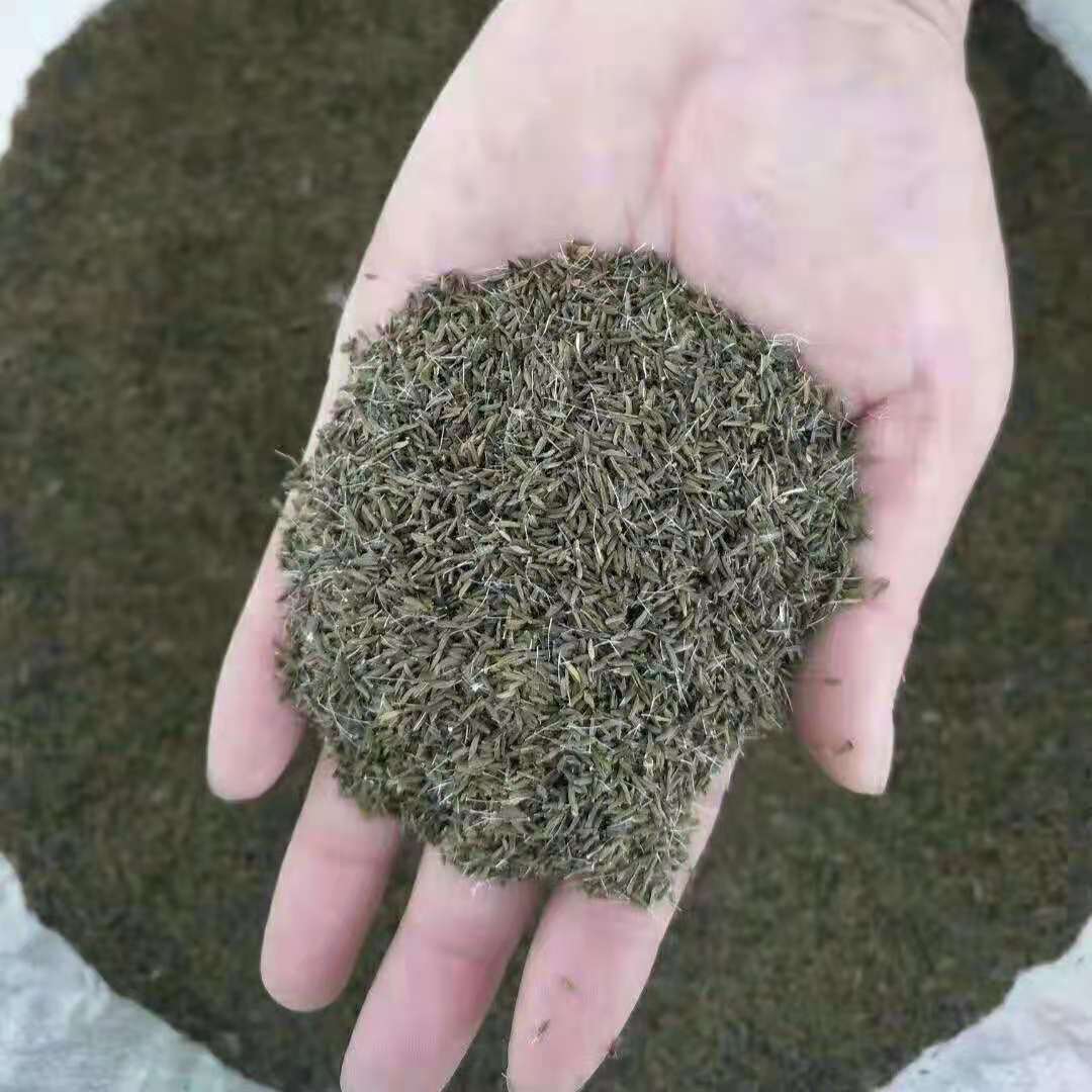 蒲公英种子婆婆丁籽苗每亩用多少斤