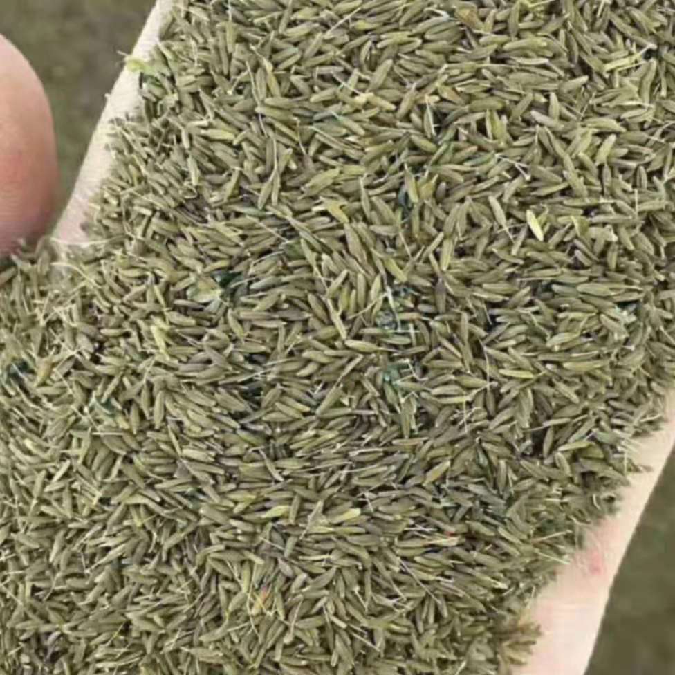 亳州高产量蒲公英种子婆婆丁籽苗传统种植方法