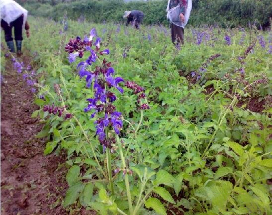 丹参苗价格丹参苗富家种植基地供应