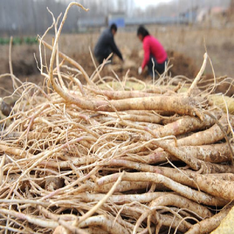 亳州高产量桔梗种苗传统种植方法