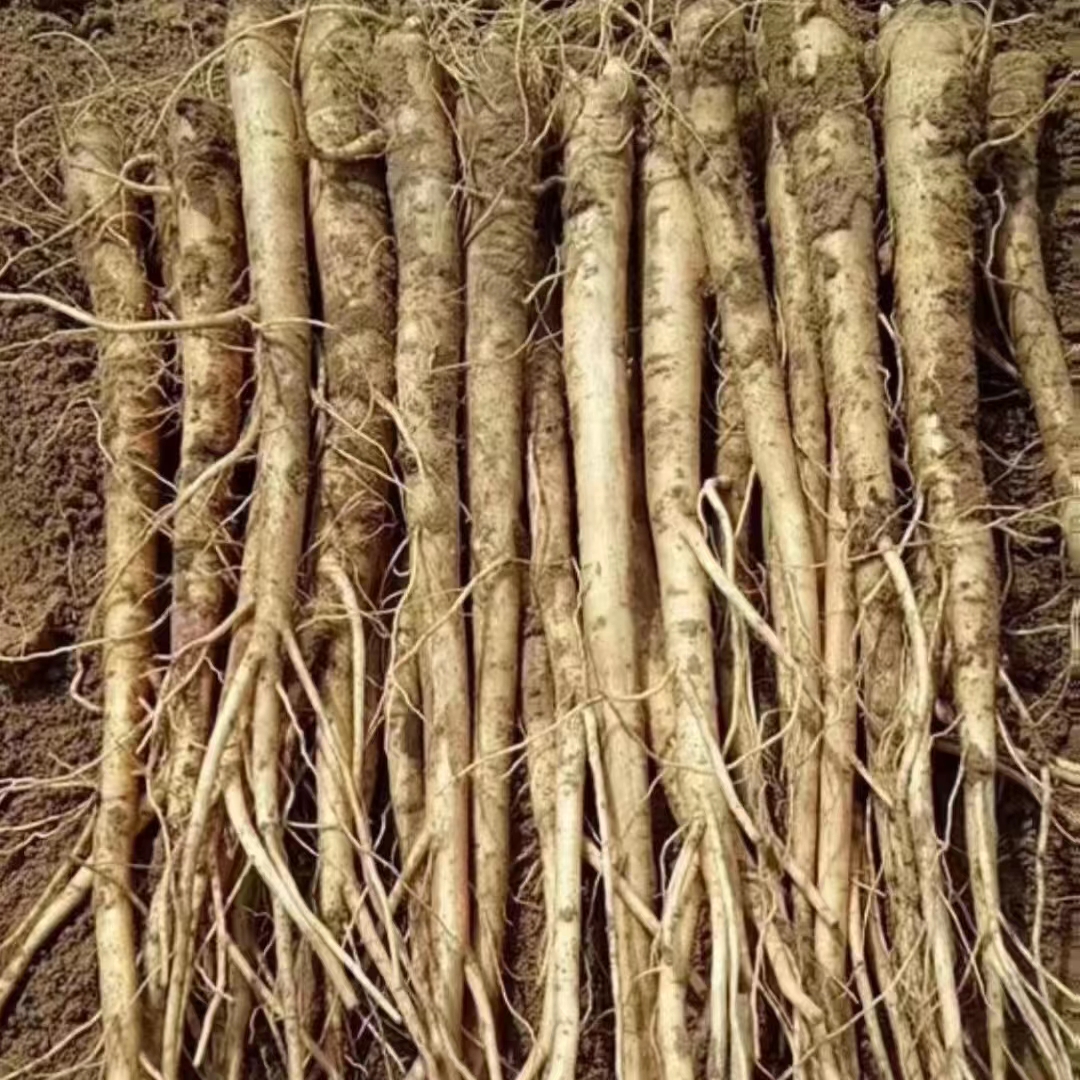 畅农中药桔梗种苗提供栽培技术指导