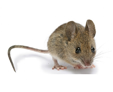 西安灭鼠公司家庭灭老鼠是怎么操作的