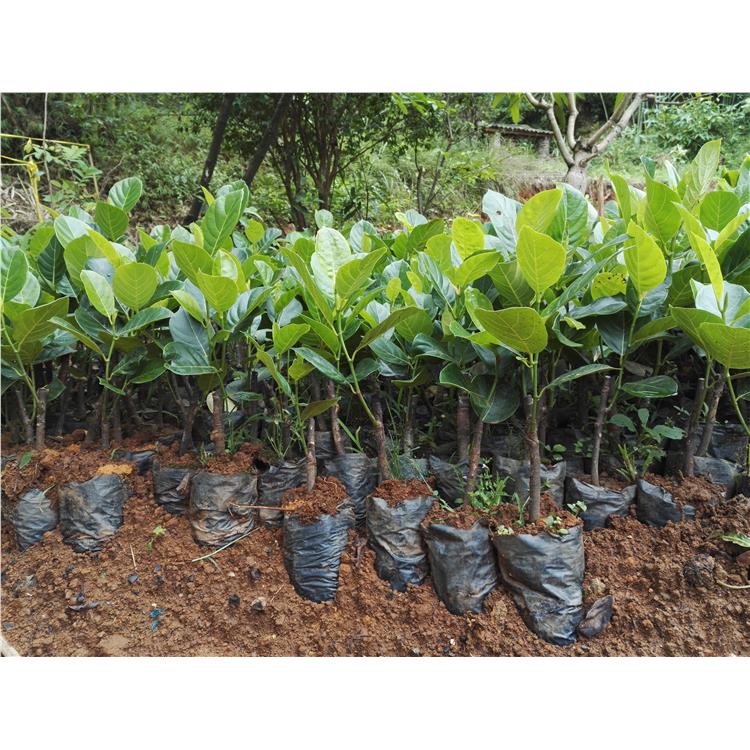 海口泰八菠萝蜜苗种植基地