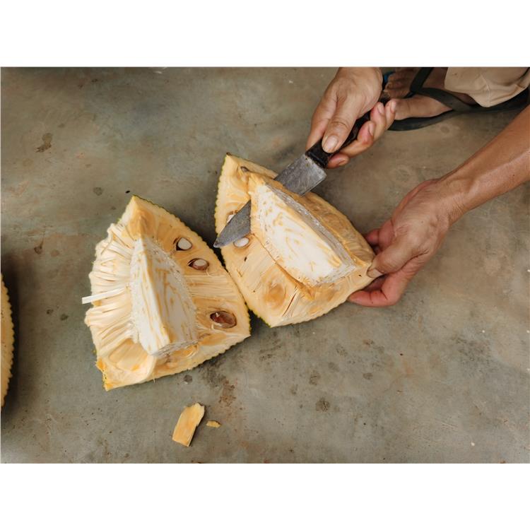 南宁马来西亚一号菠萝蜜苗生产基地 批发厂家