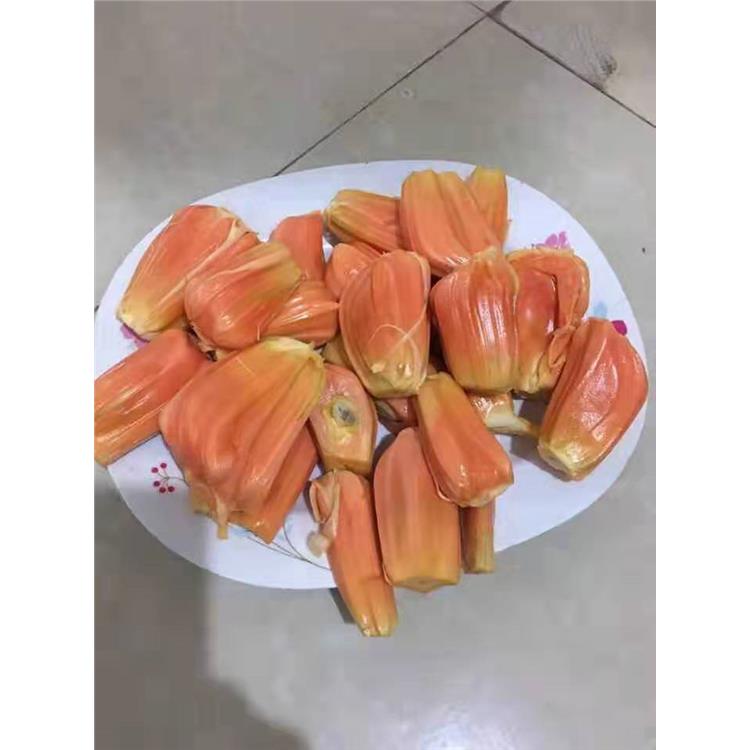 杭州马来西亚一号菠萝蜜苗供应 果苗批发