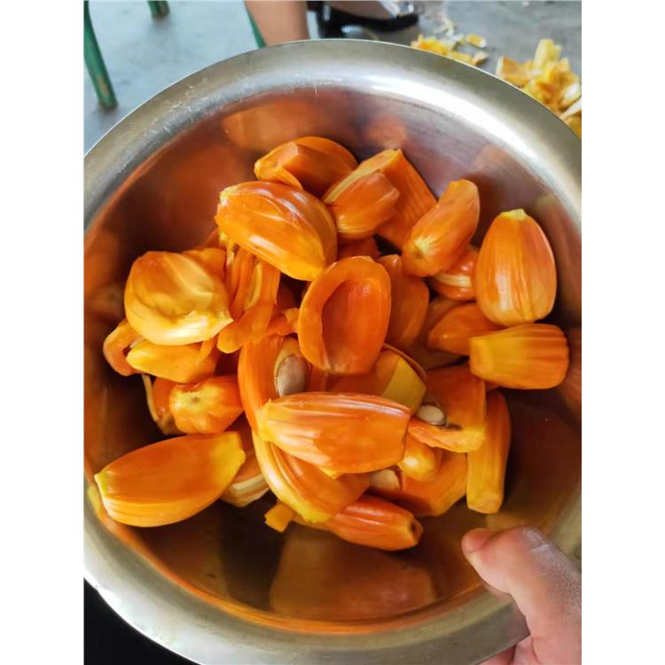 柳州泰八菠萝蜜苗种植基地 果苗批发