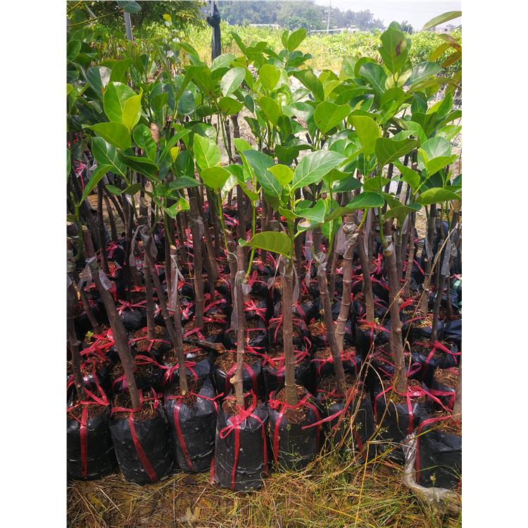 海口泰八菠萝蜜苗种植基地