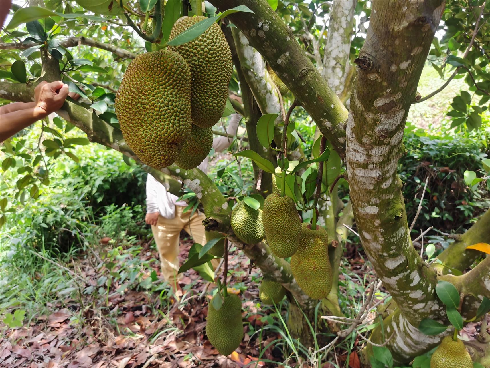 钦州马来西亚一号菠萝蜜苗生产基地
