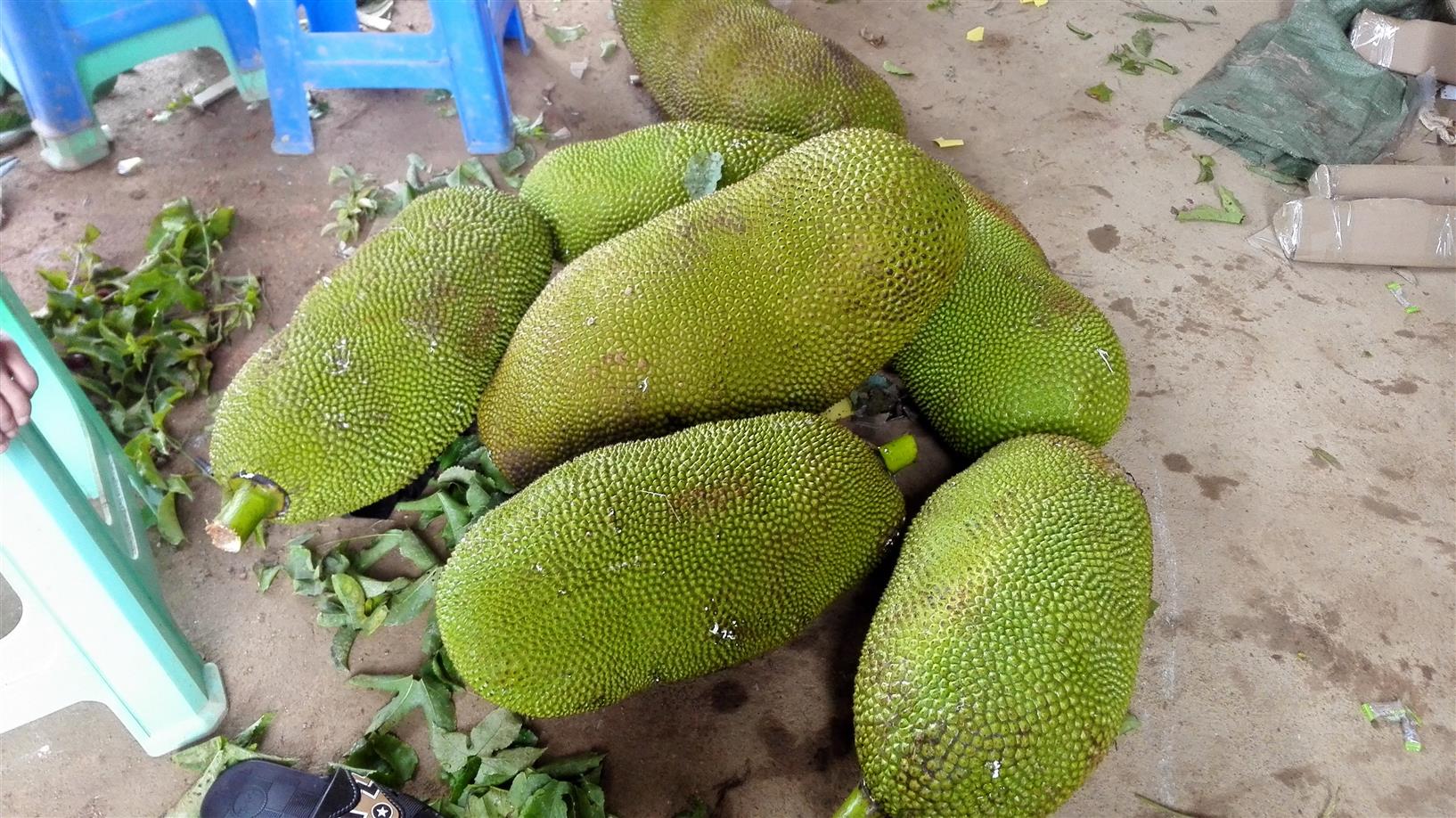 钦州马来西亚一号菠萝蜜苗生产基地