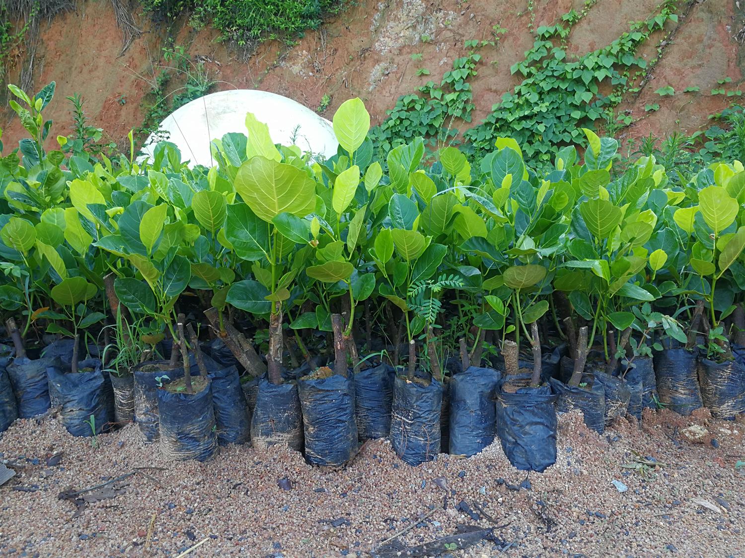 济南马来西亚一号菠萝蜜苗生产基地