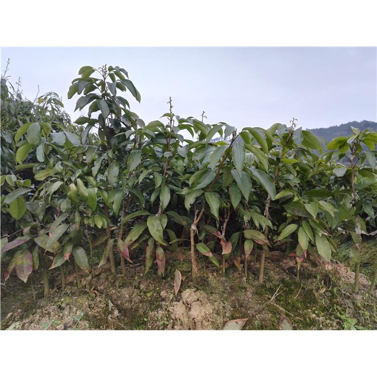 贵州糯米荔枝苗供应 种植基地