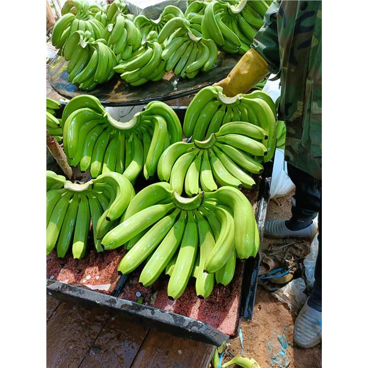 澄迈县代收香蕉的公司 诚信合作