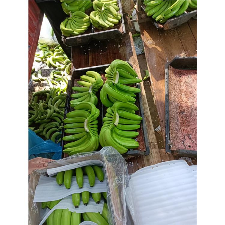 白沙黎族自治县香蕉代收的公司 诚信合作