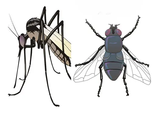 夏季灭蚊蝇服务-扬州灭蚊蝇哪家好-华美消杀公司