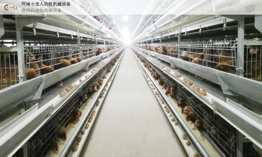 重庆机械自动化养鸡设备视频 河南小龙人农牧机械设备供应