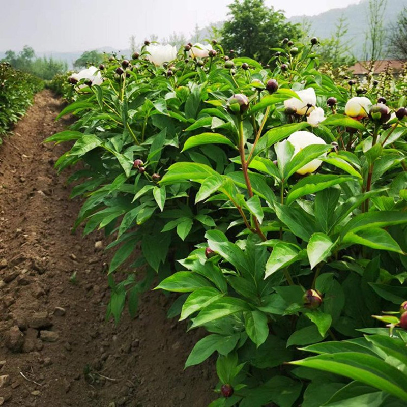 亳州赤芍苗子种植方法赤芍种子价格