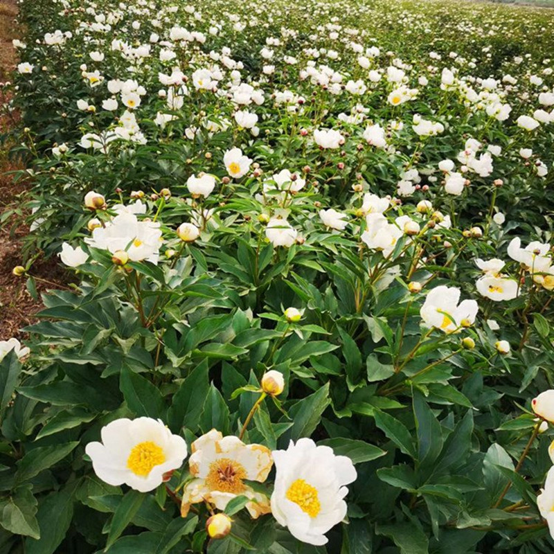 赤芍种子报价 赤芍种子品种大全